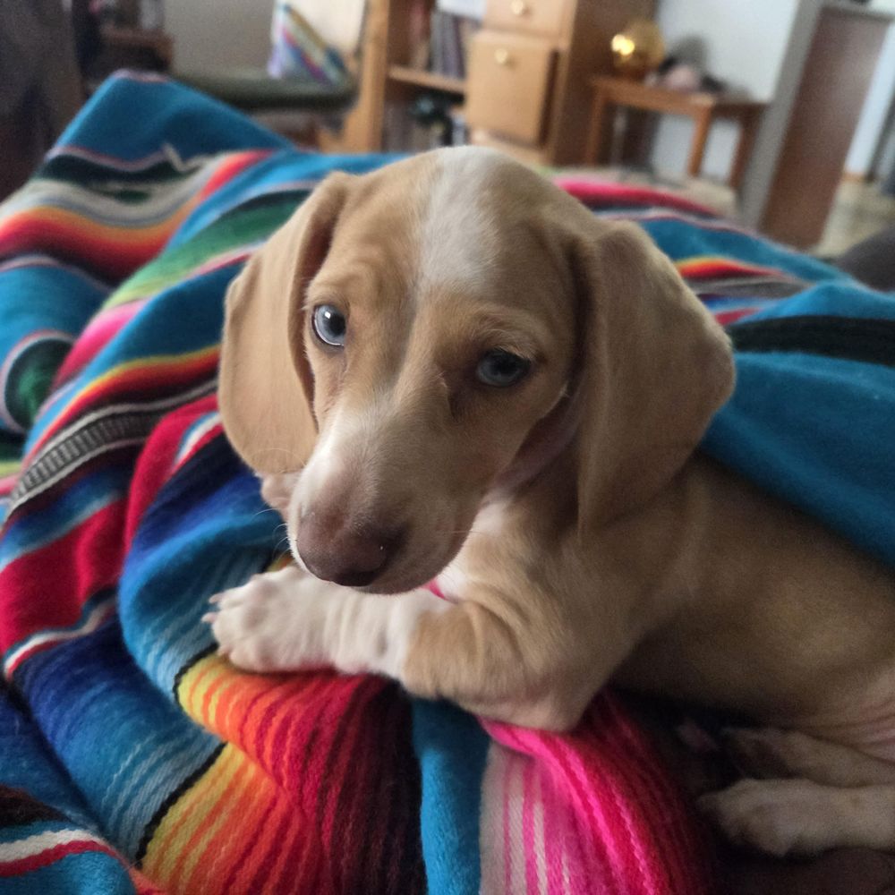 Oregon Dachshund Rescue - Animal Shelters Near Me Oregon Dachshund Rescue - Animal Shelters Near Me