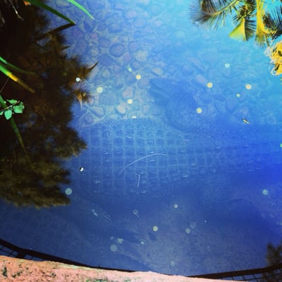 Adelaide Zoo by null