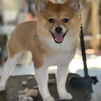 LA Dog Groomers - Pomski - Pet Groomers Near Me LA Dog Groomers - Pomski - Pet Groomers Near Me