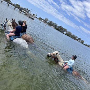 Carousel Sea Horses - Horseback Riding Near Me - Bradenton, Florida Carousel Sea Horses - Horseback Riding Near Me - Bradenton, Florida