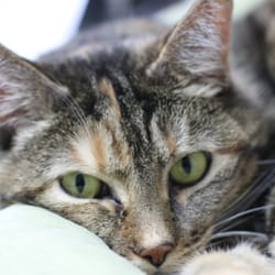 High Ridge Animal Hospital - Tigger, clinic cat