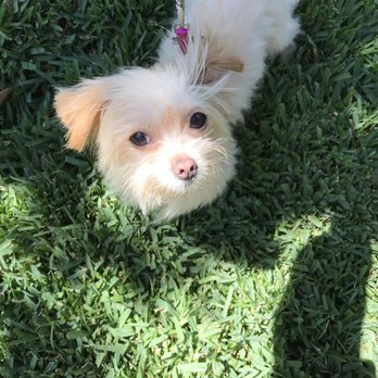 PoochMatch - Pooch Match was the rescue I had used when I wanted to adopt my  Mia. Thanks Lydia - Pet Adoption Near Me