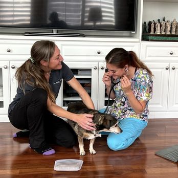 Zoomies Mobile Vet Care - Veterinarians Near Me Zoomies Mobile Vet Care - Veterinarians Near Me