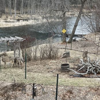 Riverside Tavern - deer grazing in a wooded area - New American Near Me - Crosslake, Minnesota