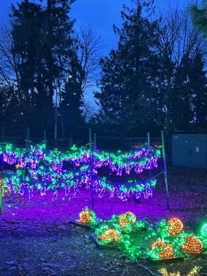 Garden d’Lights by null