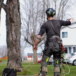 Shane's Tree Service