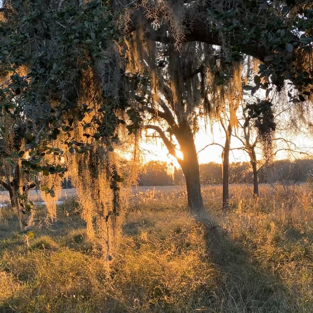 Brazos Bend State Park - Beautiful sunset - Parks Near Me - Needville, Texas
