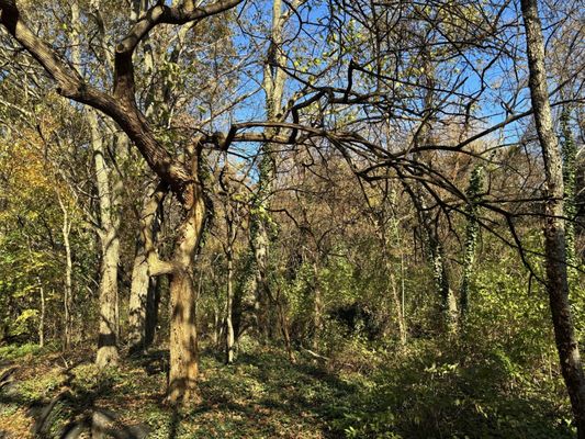 Inwood Hill Park by null