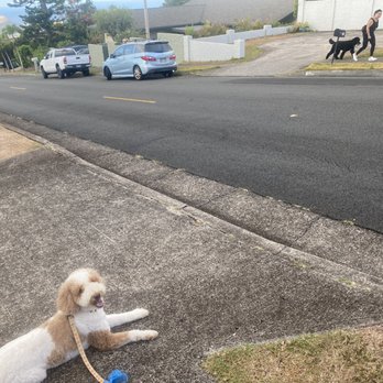 Dogs for Humanity - Dog Walkers Near Me