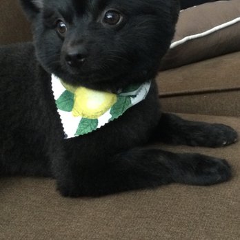 Purfect Paws Grooming - Pet Groomers Near Me