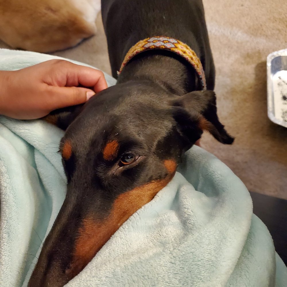 Robin's Doggy Boarding - Getting lots of love - Pet Boarding Near Me Robin's Doggy Boarding - Getting lots of love - Pet Boarding Near Me