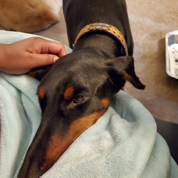 Robin's Doggy Boarding - Getting lots of love - Pet Boarding Near Me Robin's Doggy Boarding - Getting lots of love - Pet Boarding Near Me