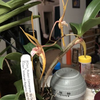 Krull Smith Orchids - Nurseries & Gardening Near Me - Apopka, Florida Krull Smith Orchids - Nurseries & Gardening Near Me - Apopka, Florida