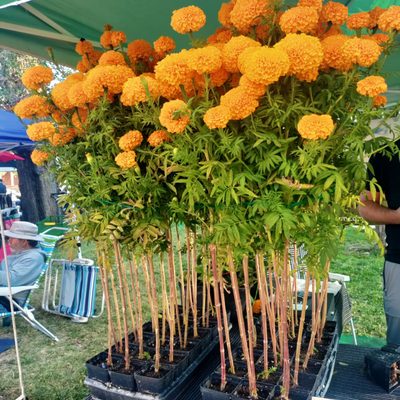 Downtown Growers' Market by null