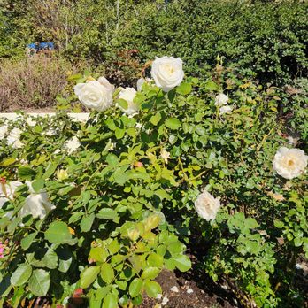 V&B Landscape - Gardeners Near Me V&B Landscape - Gardeners Near Me
