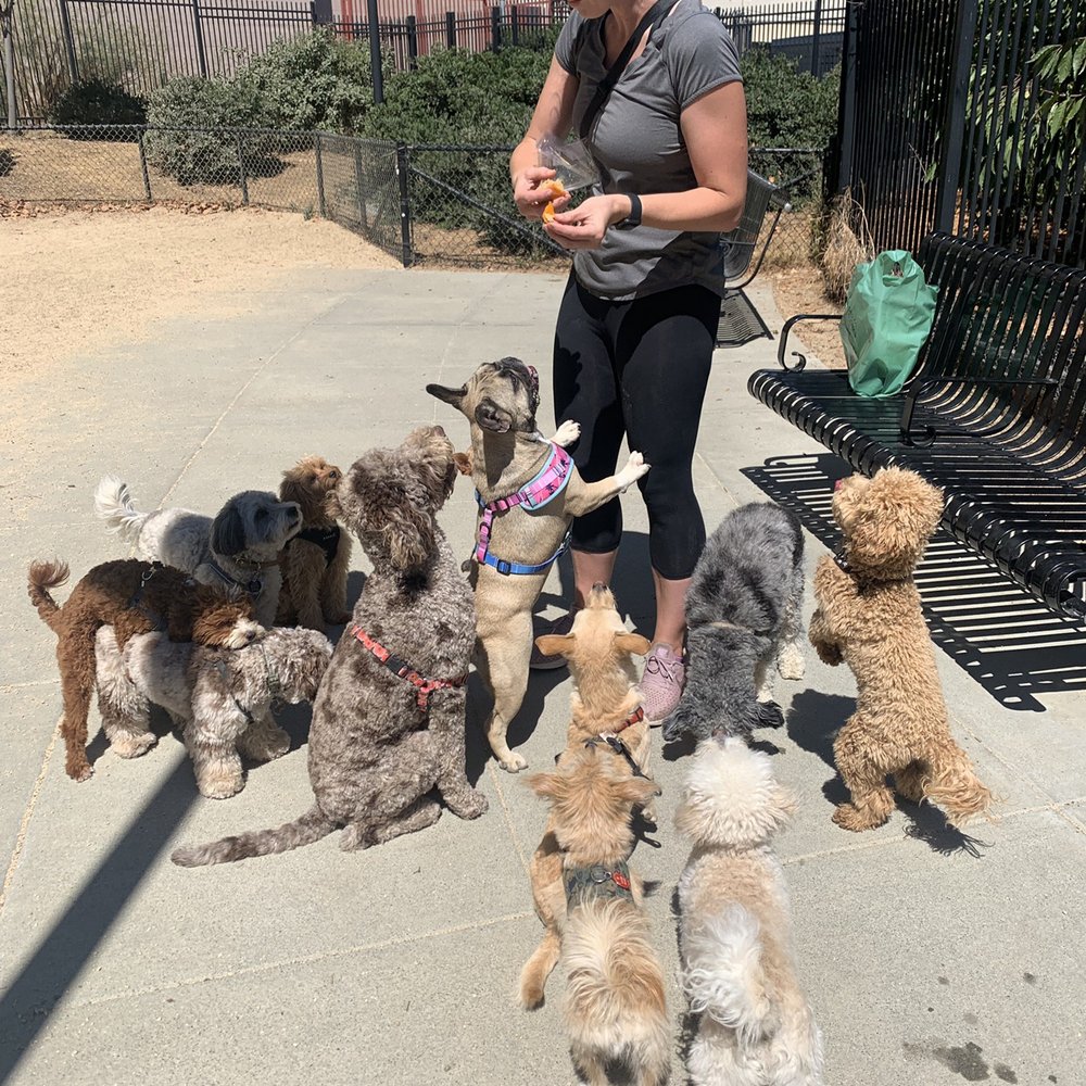 Mishka - Our dog walking clients all desperately waiting for a little bite of Mishka cake! - Pet Stores Near Me - San Francisco, California Mishka - Our dog walking clients all desperately waiting for a little bite of Mishka cake! - Pet Stores Near Me - San Francisco, California