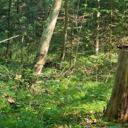 Siebentischwald