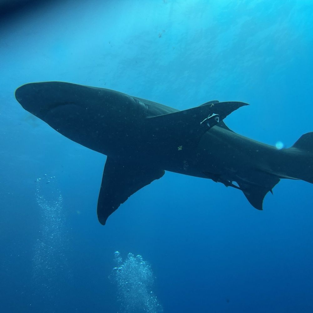 calypso dive charters - Scuba Diving Near Me - Riviera Beach, Florida