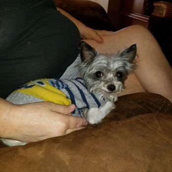 Preppie Pooch - Very happy and comfy at home after visiting Preppie Pooch - Pet Groomers Near Me - Virginia Beach, Virginia