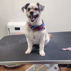 Timber Tails - Darcy all finished with her comfort groom.