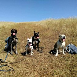Romeo and Friends Pet Care