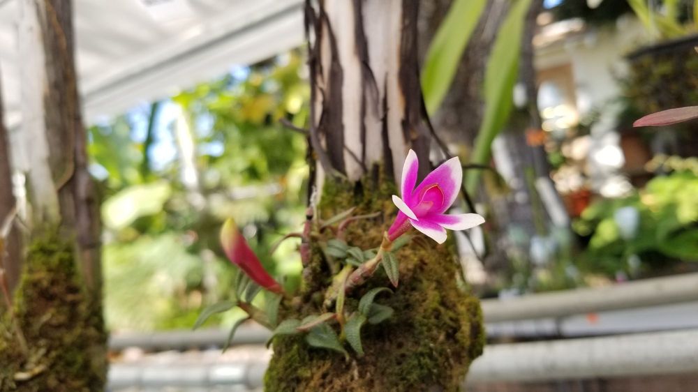 ANDY’S ORCHIDS 140 Photos & 31 Reviews 734 Ocean View Ave