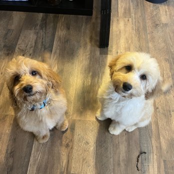 Bark Boutique - Puppy trim - Pet Groomers Near Me - Sacramento, California Bark Boutique - Puppy trim - Pet Groomers Near Me - Sacramento, California
