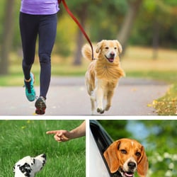 919 Dog - Additional Services From 919Dog.com: Exercise, Running, Transportation, Pet Taxi, Training and Private Lessons