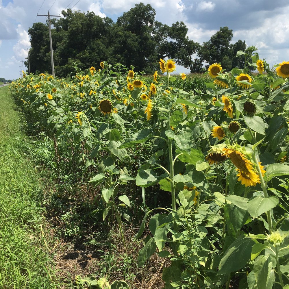 Sunflower Trail - 6/19/16. Sunday. Father's Day! Out for a literal Sunday drive! - Festivals Near Me - Gilliam, Louisiana Sunflower Trail - 6/19/16. Sunday. Father's Day! Out for a literal Sunday drive! - Festivals Near Me - Gilliam, Louisiana