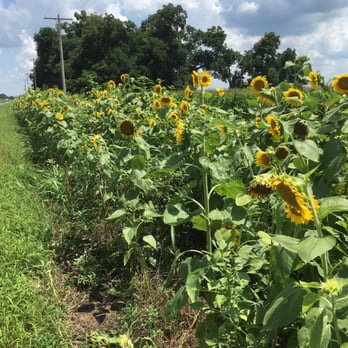 Sunflower Trail - 6/19/16. Sunday. Father's Day! Out for a literal Sunday drive! - Festivals Near Me - Gilliam, Louisiana