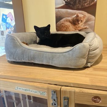 kitty korner cafe - Pet Adoption Near Me - Barre, Vermont