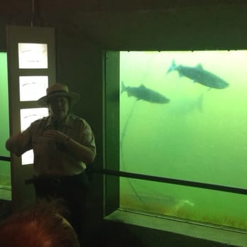 Hiram M Chittenden Locks - Guided tour explaining the salmon run and how to distinguish salmon species. - Landmarks & Historical Buildings Near Me - Seattle, Washington Hiram M Chittenden Locks - Guided tour explaining the salmon run and how to distinguish salmon species. - Landmarks & Historical Buildings Near Me - Seattle, Washington