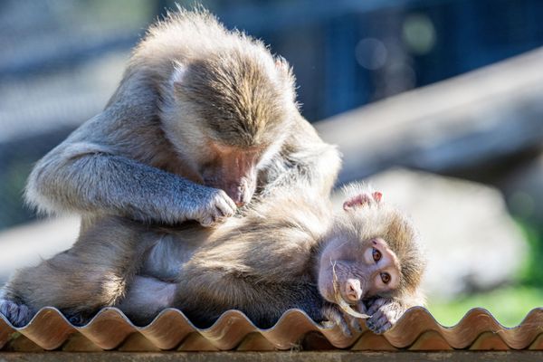Oakland Zoo by null
