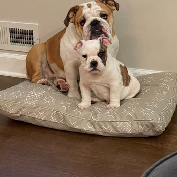 NorthShore Canine Academy - Pet Training Near Me - Wilmette, Illinois