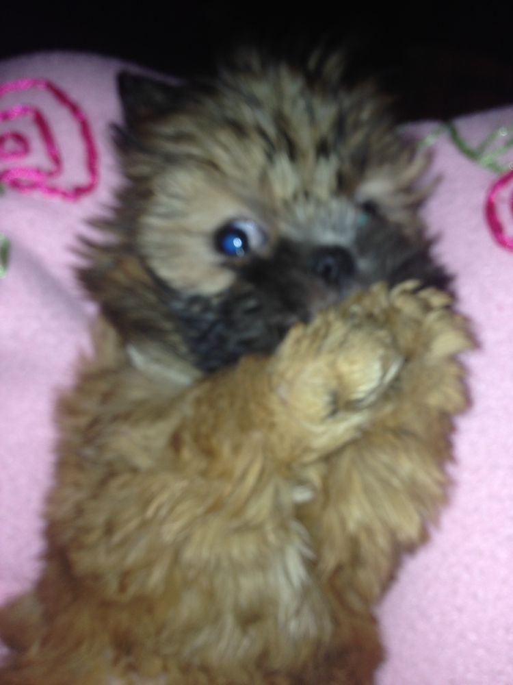 COUNTRY LANE KENNEL Updated September 2024 8269 E State Rte 40, New