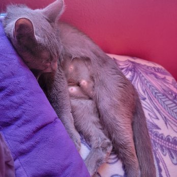 Homeward Bound Cat Adoptions - Animal Shelters Near Me - Las Vegas, Nevada