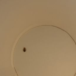 BED BUGS