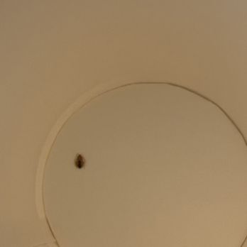 Super 8 by Wyndham Corvallis - BED BUGS - Hotels Near Me - Corvallis, Oregon