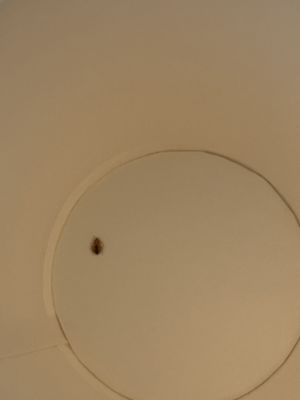 Super 8 by Wyndham Corvallis by null