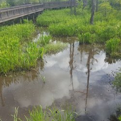 Blue Elbow Swamp