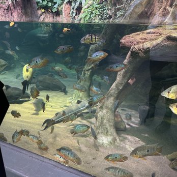 Shedd Aquarium - Aquariums Near Me - Chicago, Illinois Shedd Aquarium - Aquariums Near Me - Chicago, Illinois