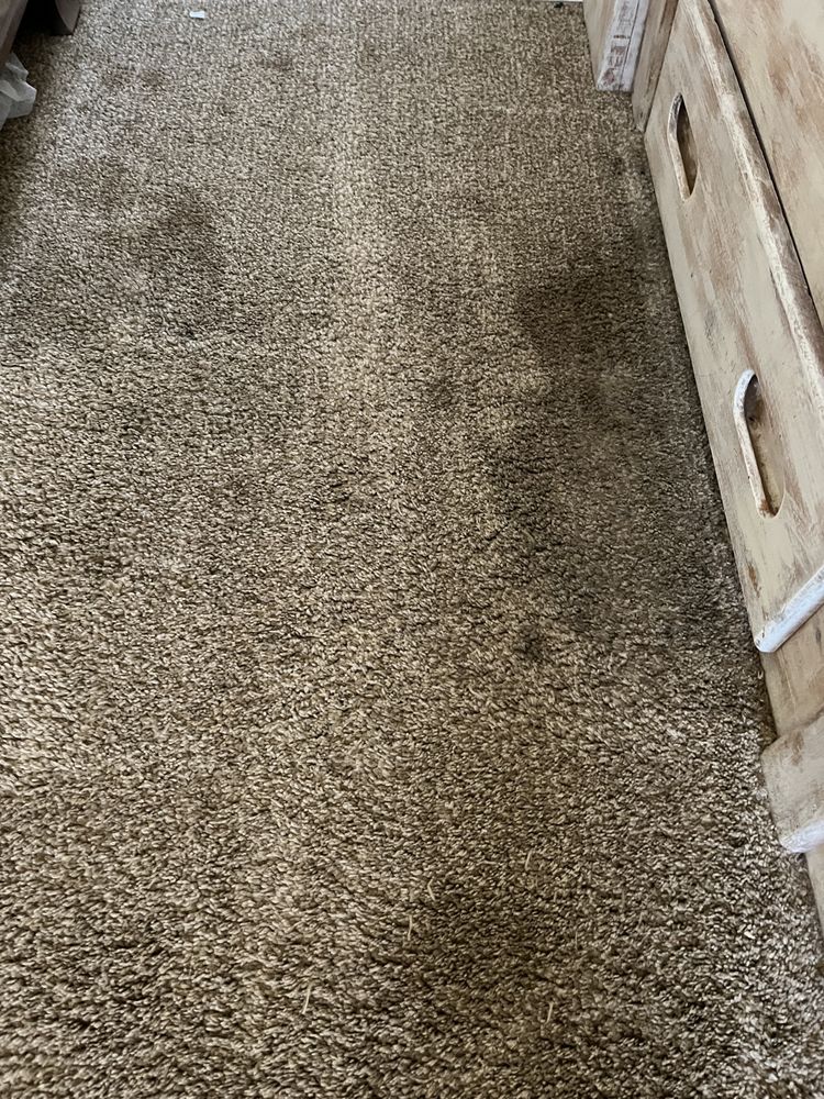 LOW COST CARPET & FLOOR CLEANING Updated June 2024 17 Photos