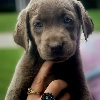 From This to That Digging Dog Training - Pet Training Near Me - Obetz, Ohio From This to That Digging Dog Training - Pet Training Near Me - Obetz, Ohio