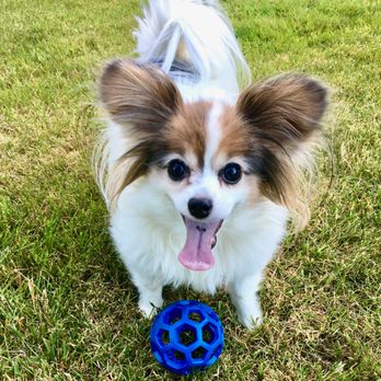 Bow Wow Barber - Lulu Colton - Pet Groomers Near Me - Riverside, California Bow Wow Barber - Lulu Colton - Pet Groomers Near Me - Riverside, California