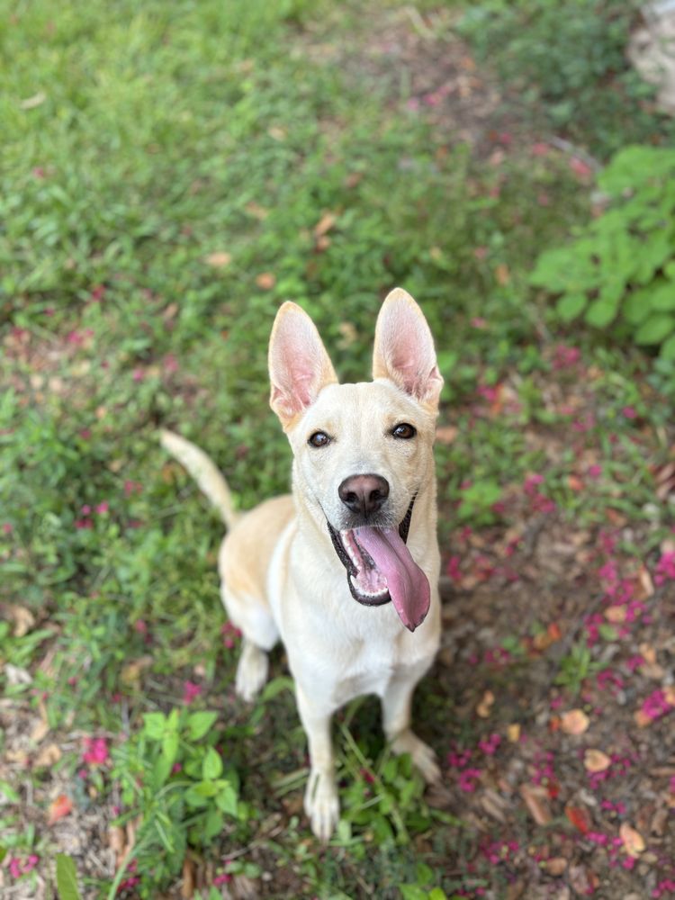We Heart Pets - pet boarding facility in Houston, TX