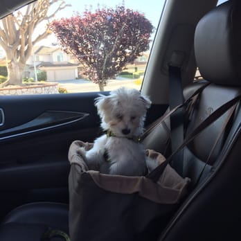 Carlsbad Cotons - Pet Breeders Near Me
