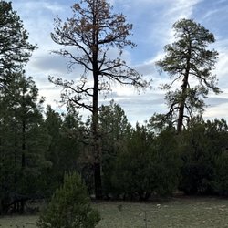 Lumberjacks - Dead pine tree in the middle.