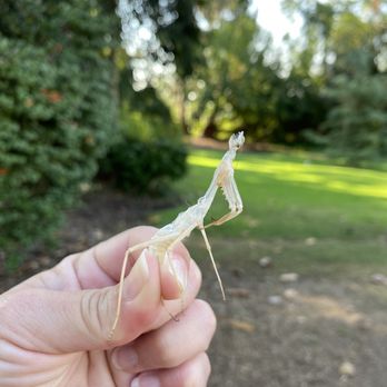 Kiwanis Park at Grand Ave - Shell of praying mantis!! - Parks Near Me - Monrovia, California Kiwanis Park at Grand Ave - Shell of praying mantis!! - Parks Near Me - Monrovia, California