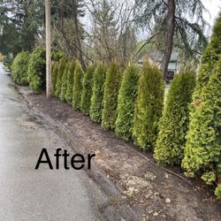 Adan’s Professional Landscaping And Farming Service - New emerald green replaced
