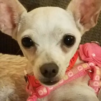 Waggytail Rescue - Pet Adoption Near Me
